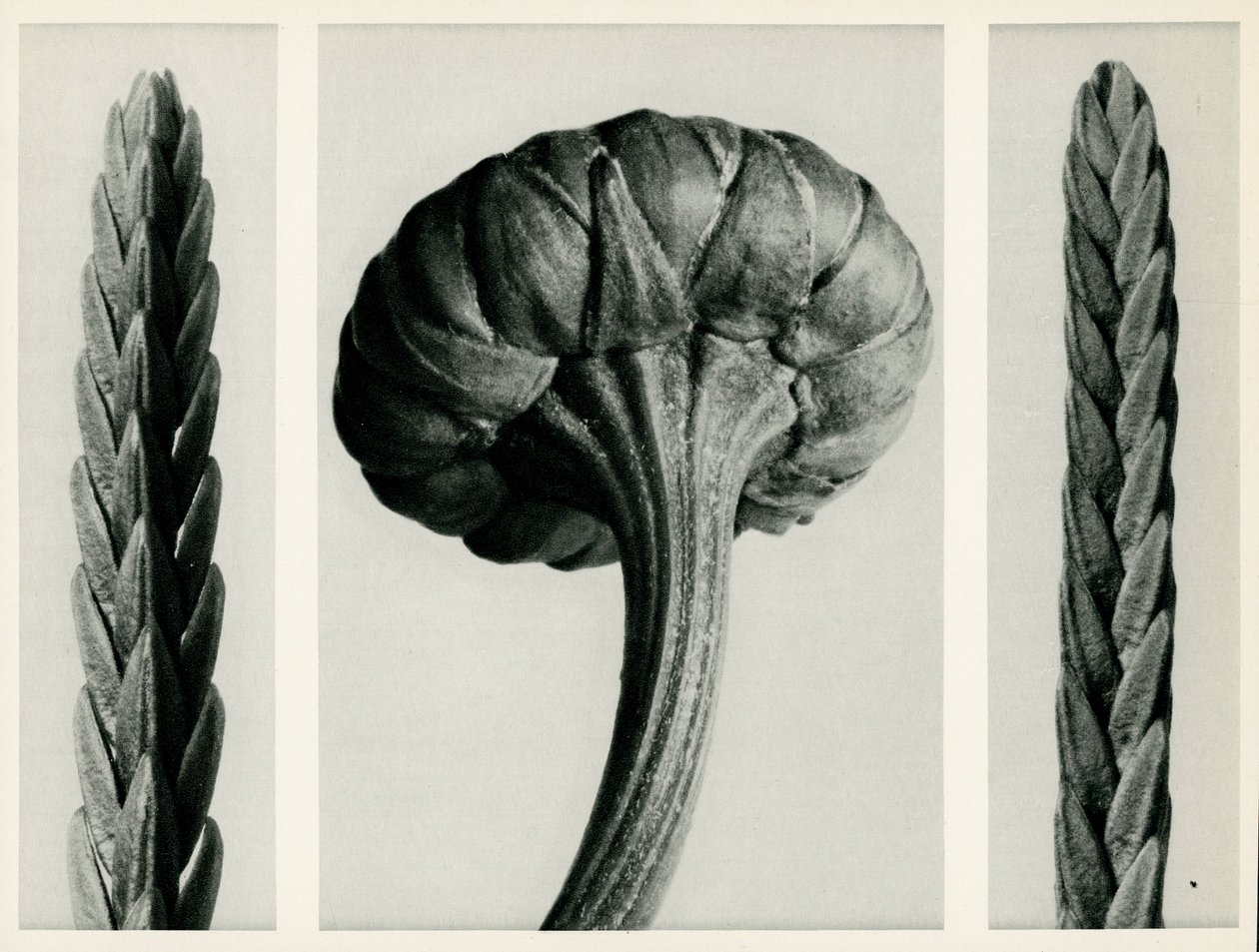 Cassiope Tetragona. 1929 (hlubotisk) od Karl Blossfeldt