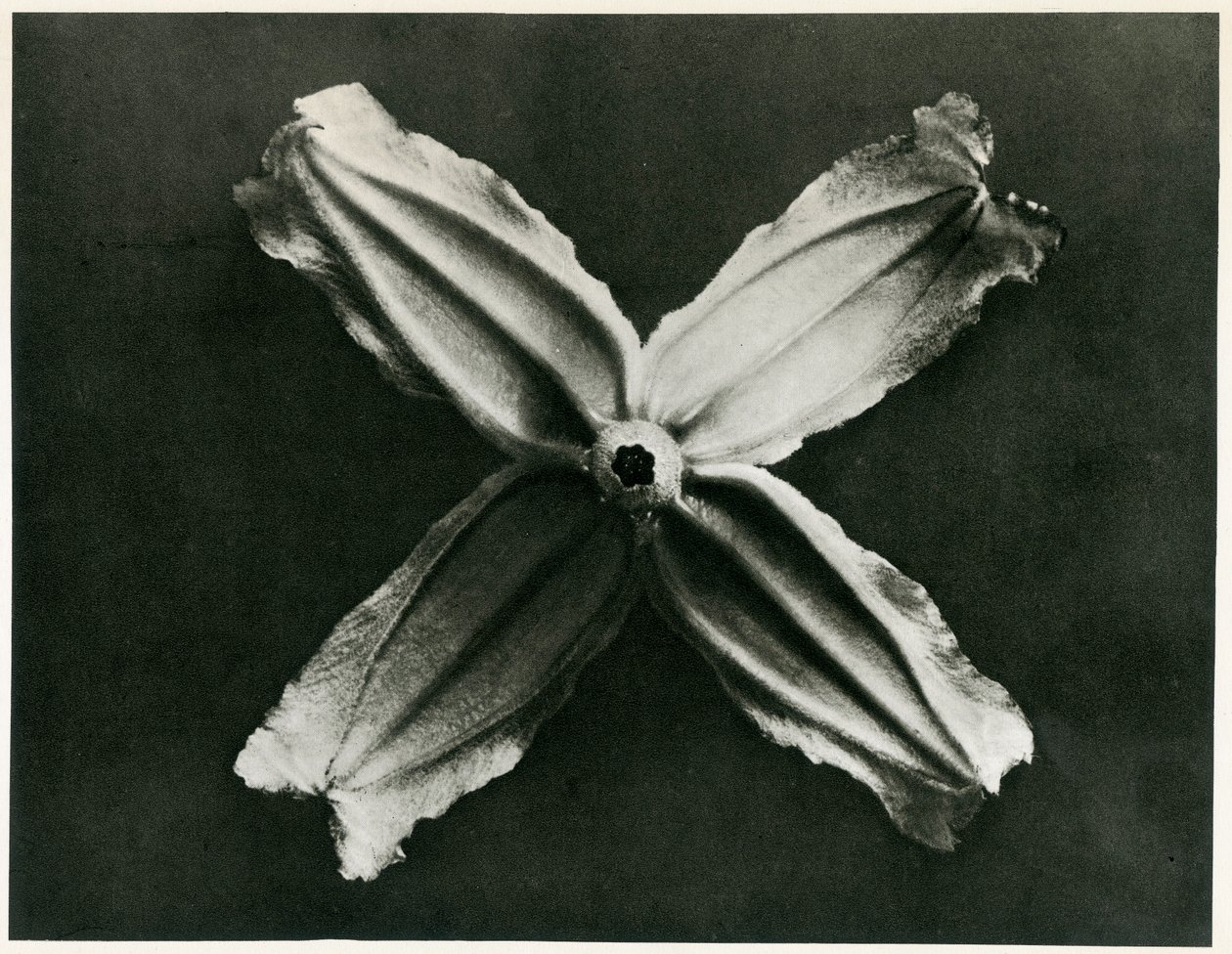 Clematis integrifolia, 1929 (fotorytina) od Karl Blossfeldt