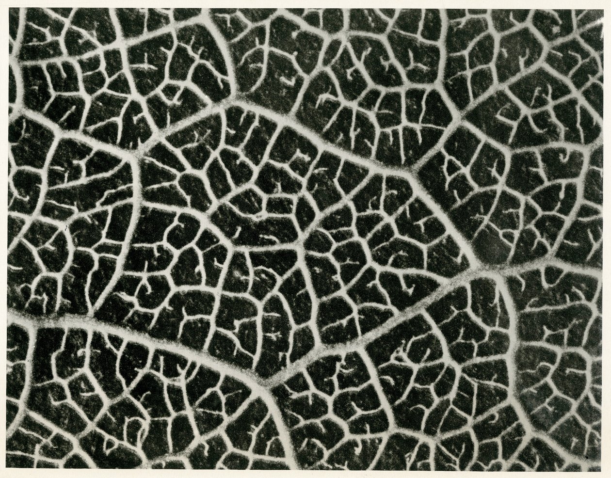Columbia Blatt. 1929 (hlubotisk) od Karl Blossfeldt