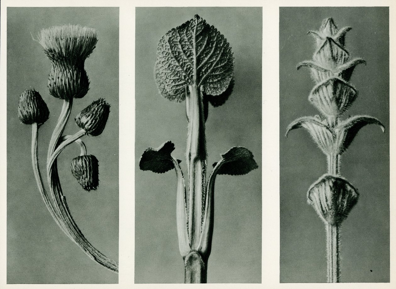 Studium tří druhů rostlin. 1929 (hlubotisk) od Karl Blossfeldt