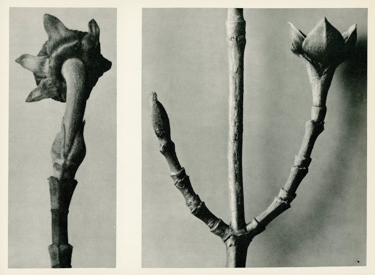Studie bez názvu. 1929 (hlubotisk) od Karl Blossfeldt