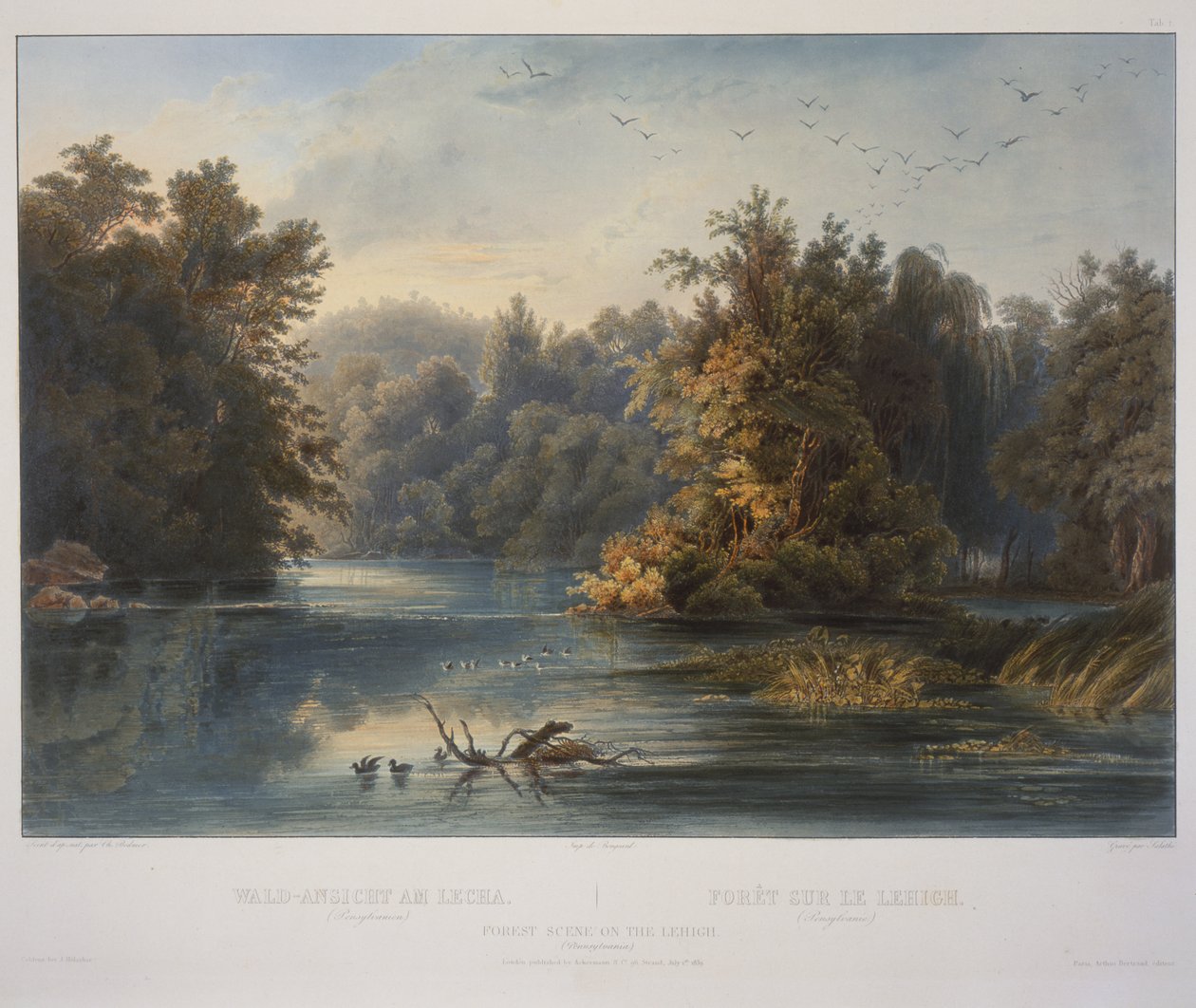 Lesní scéna na Lehigh od Karl Bodmer