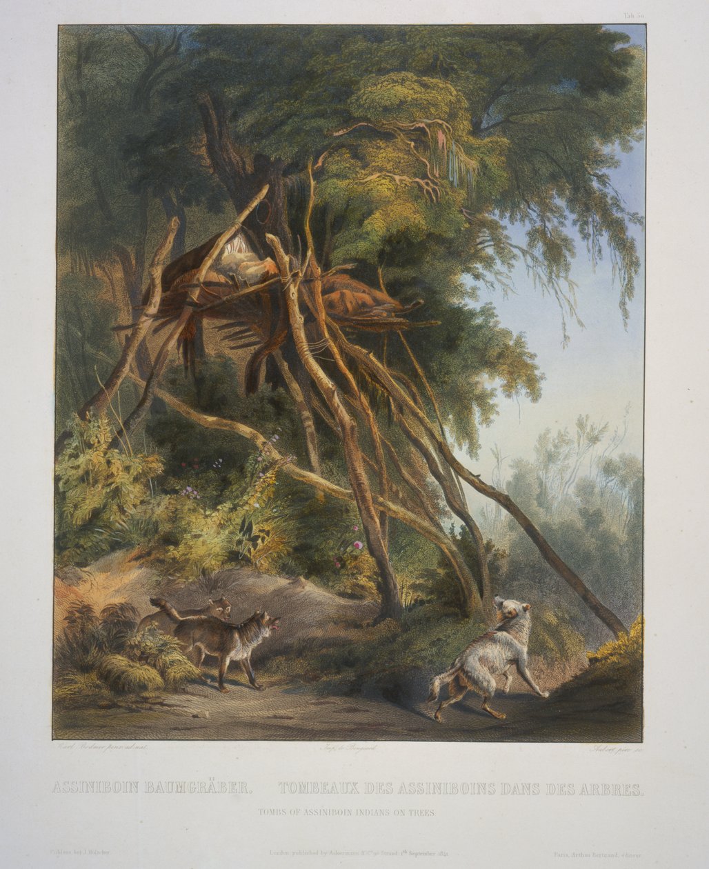 Hrobky indiánů Assiniboin na stromech od Karl Bodmer