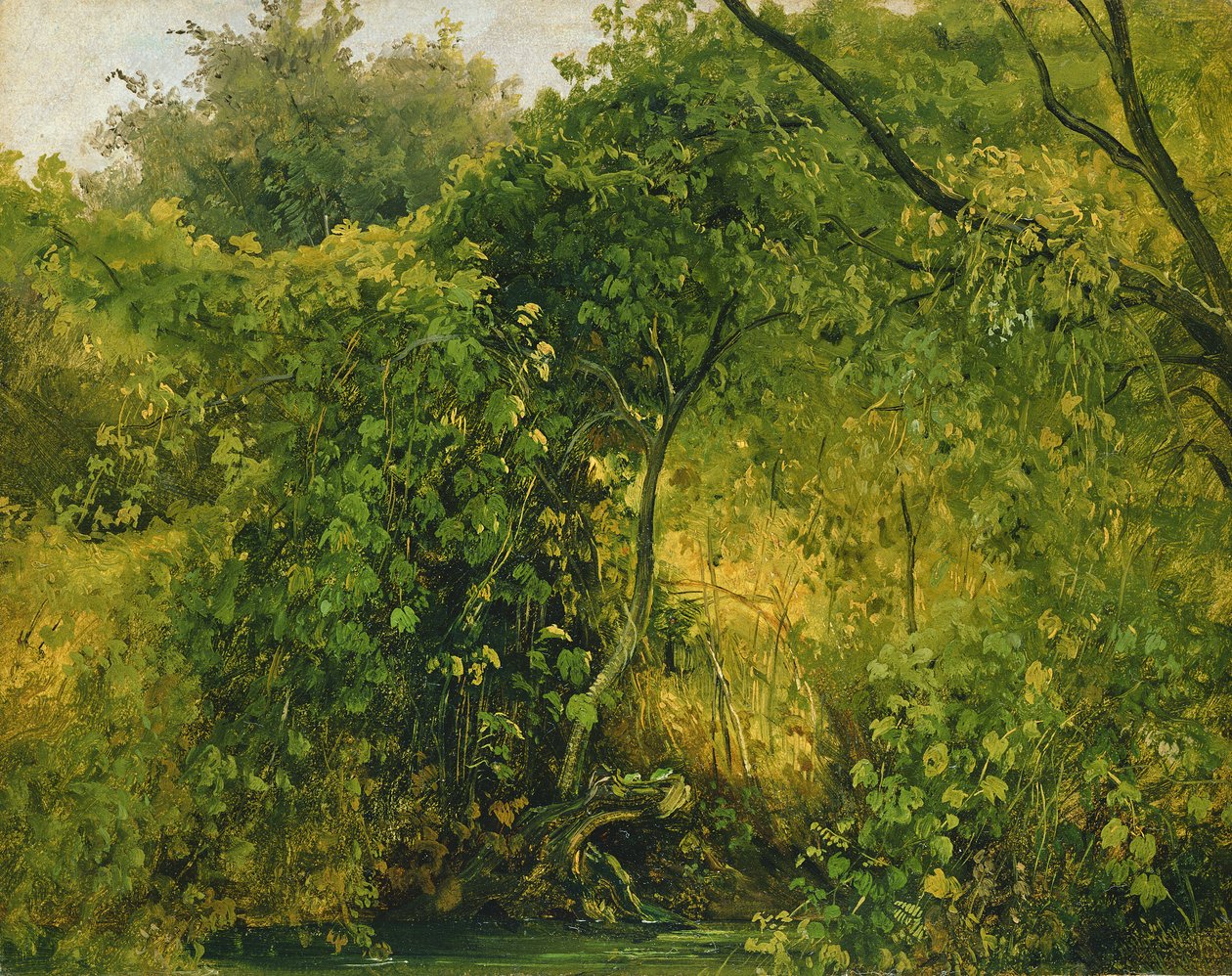Keře v Pillnitz, kolem 1818-28 (olej na papíře) od Karl Gustav Carus
