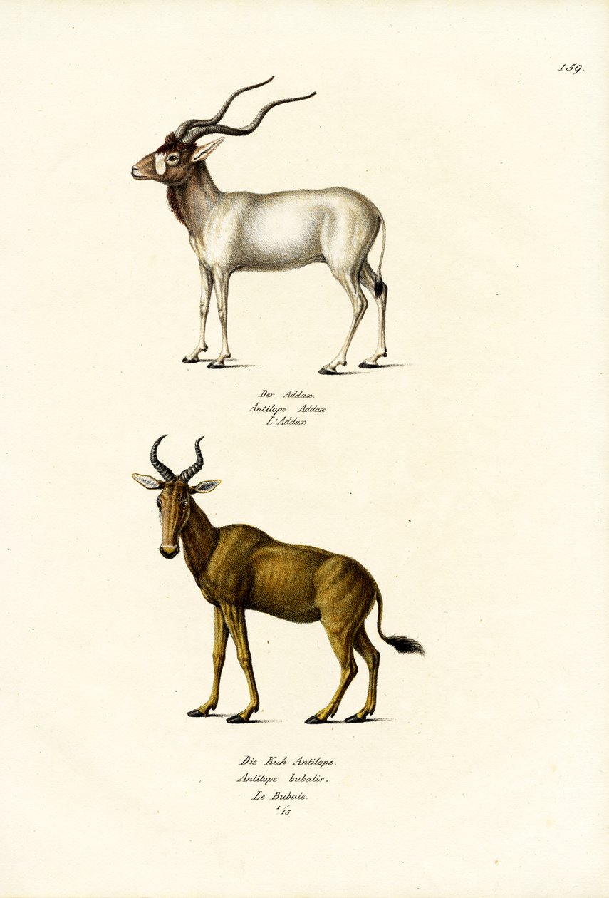 Addax, 1824 od Karl Joseph Brodtmann