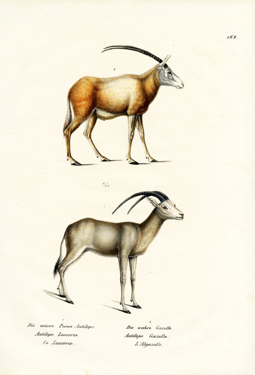 Oryx arabský, 1824 od Karl Joseph Brodtmann