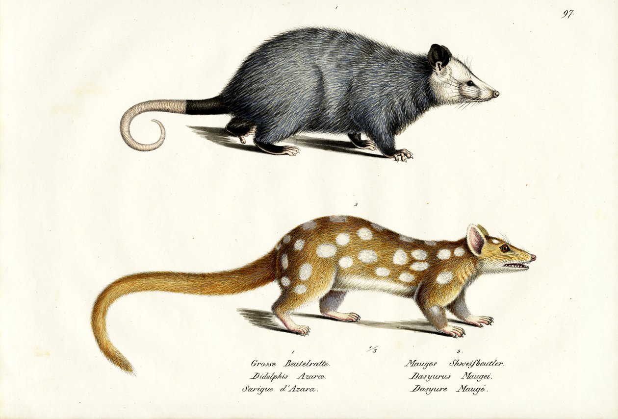 AzaraS Opossum, 1824 od Karl Joseph Brodtmann