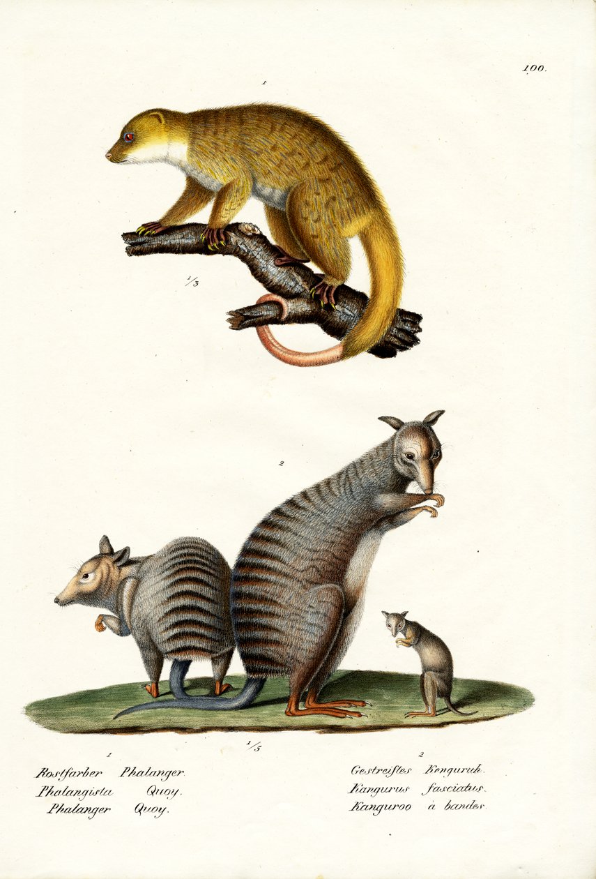 Wallaby páskovaný, 1824 od Karl Joseph Brodtmann