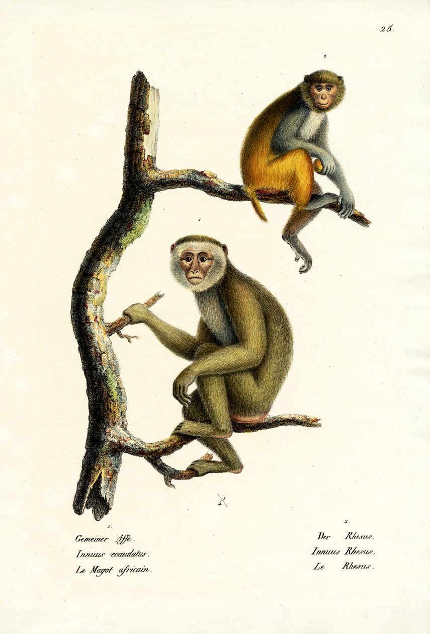 Barbary Macaque, 1824 od Karl Joseph Brodtmann