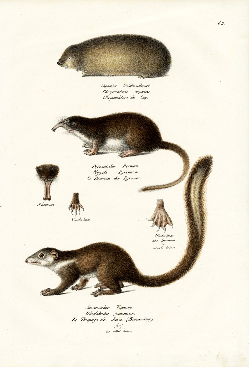 Cape Golden Mole, 1824 od Karl Joseph Brodtmann