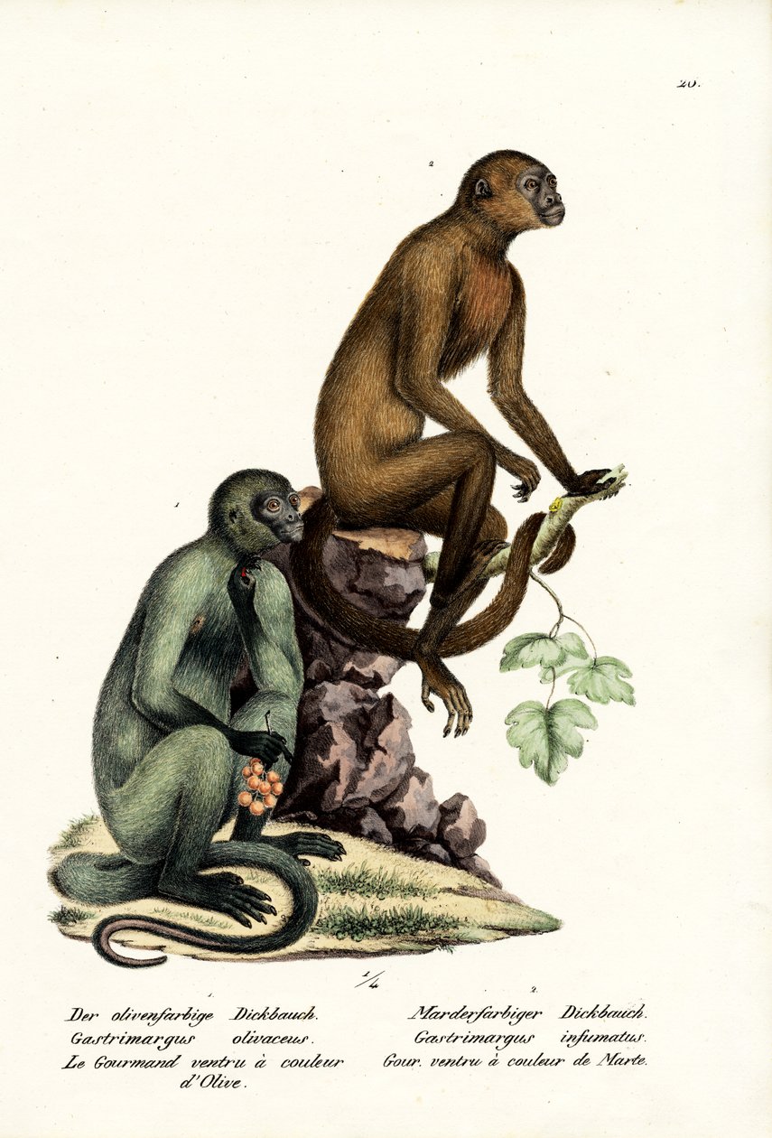 Kapucín, 1824 od Karl Joseph Brodtmann