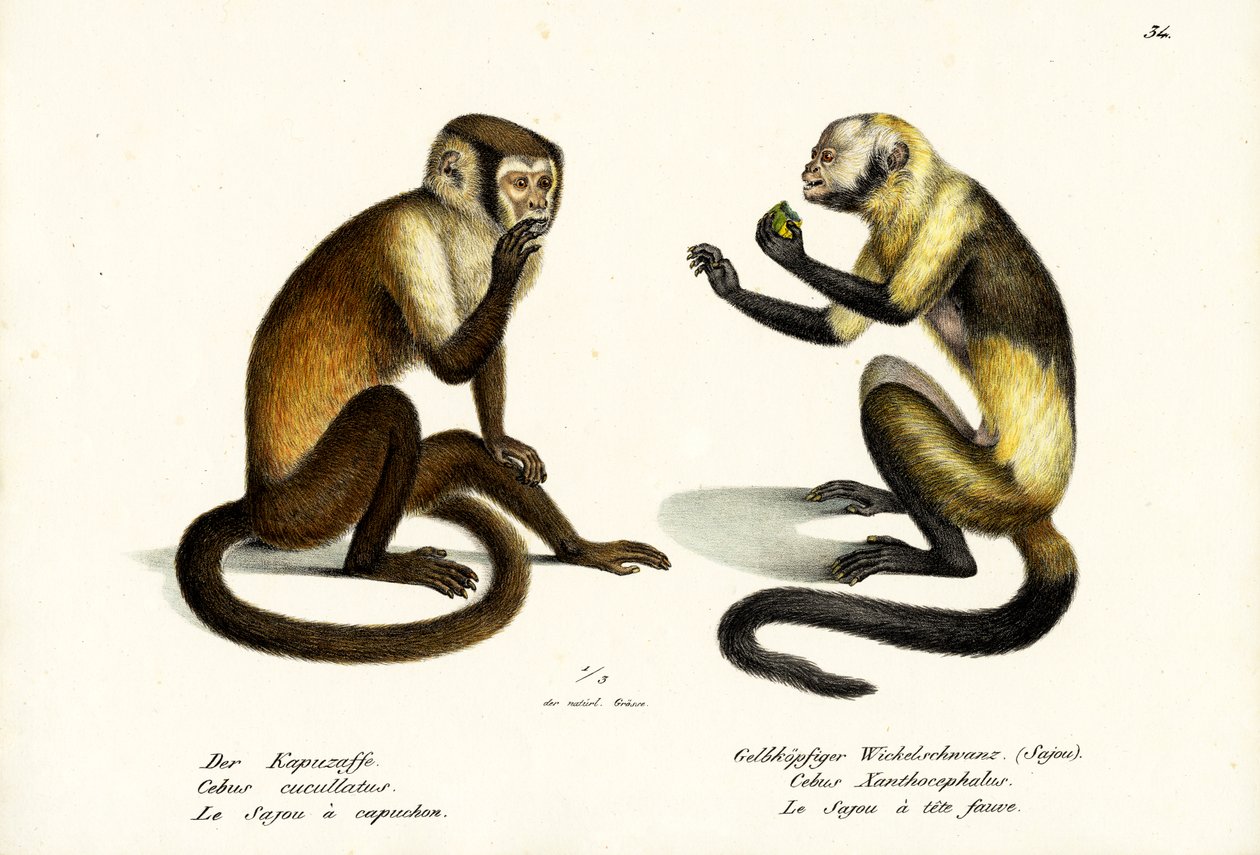 Kapucínská opice, 1824 od Karl Joseph Brodtmann