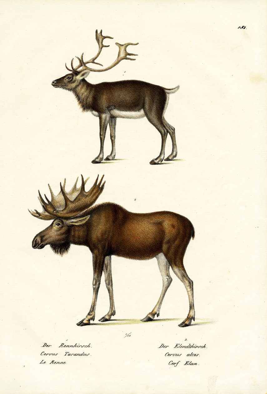 Caribou, 1824 od Karl Joseph Brodtmann