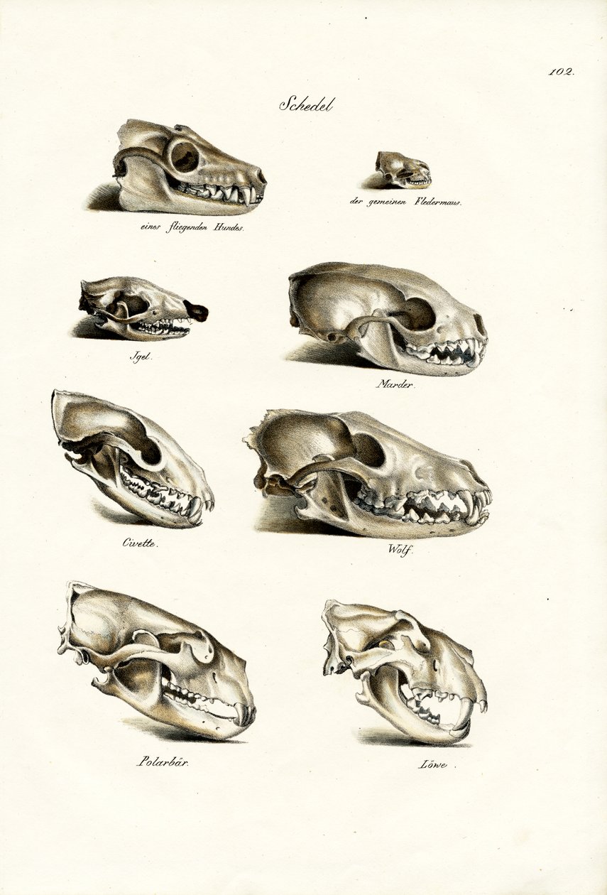 Lebky masožravců, 1824 od Karl Joseph Brodtmann