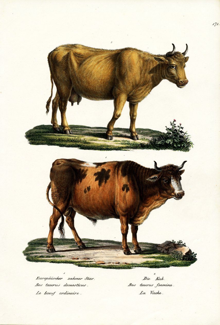 Dobytek, 1824 od Karl Joseph Brodtmann