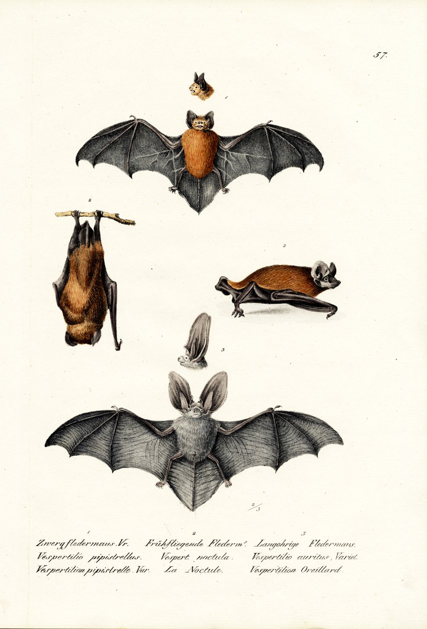 Pipistrelle obecná, 1824 od Karl Joseph Brodtmann