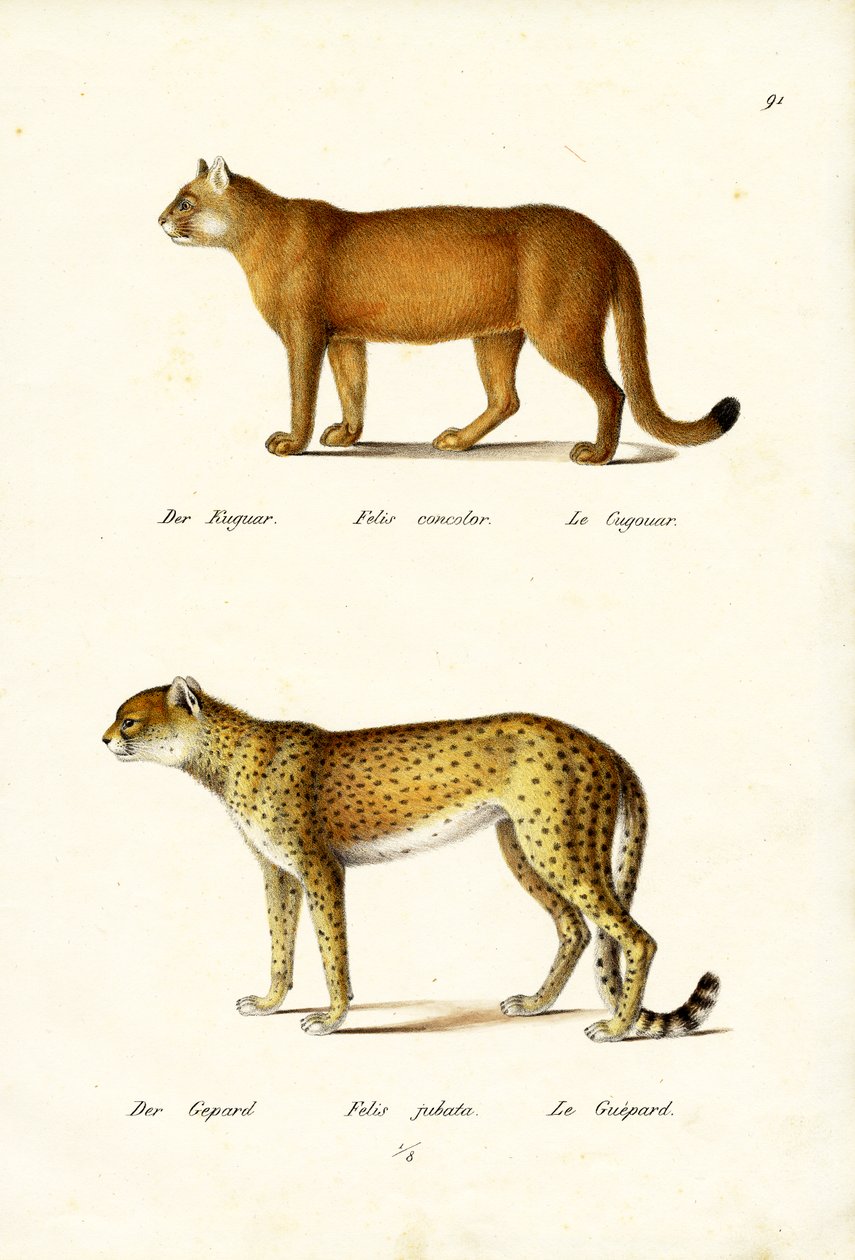 Cougar, 1824 od Karl Joseph Brodtmann