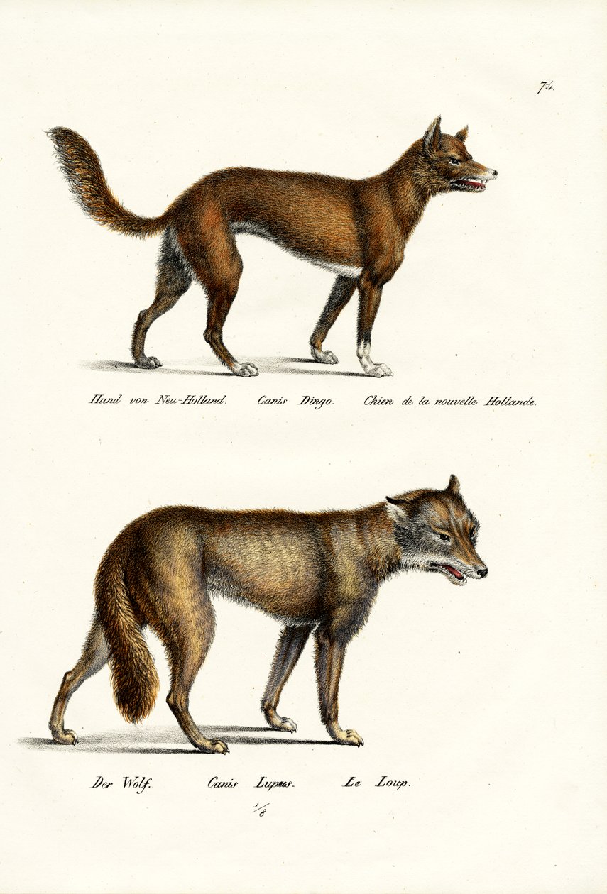 Dingo, 1824 od Karl Joseph Brodtmann