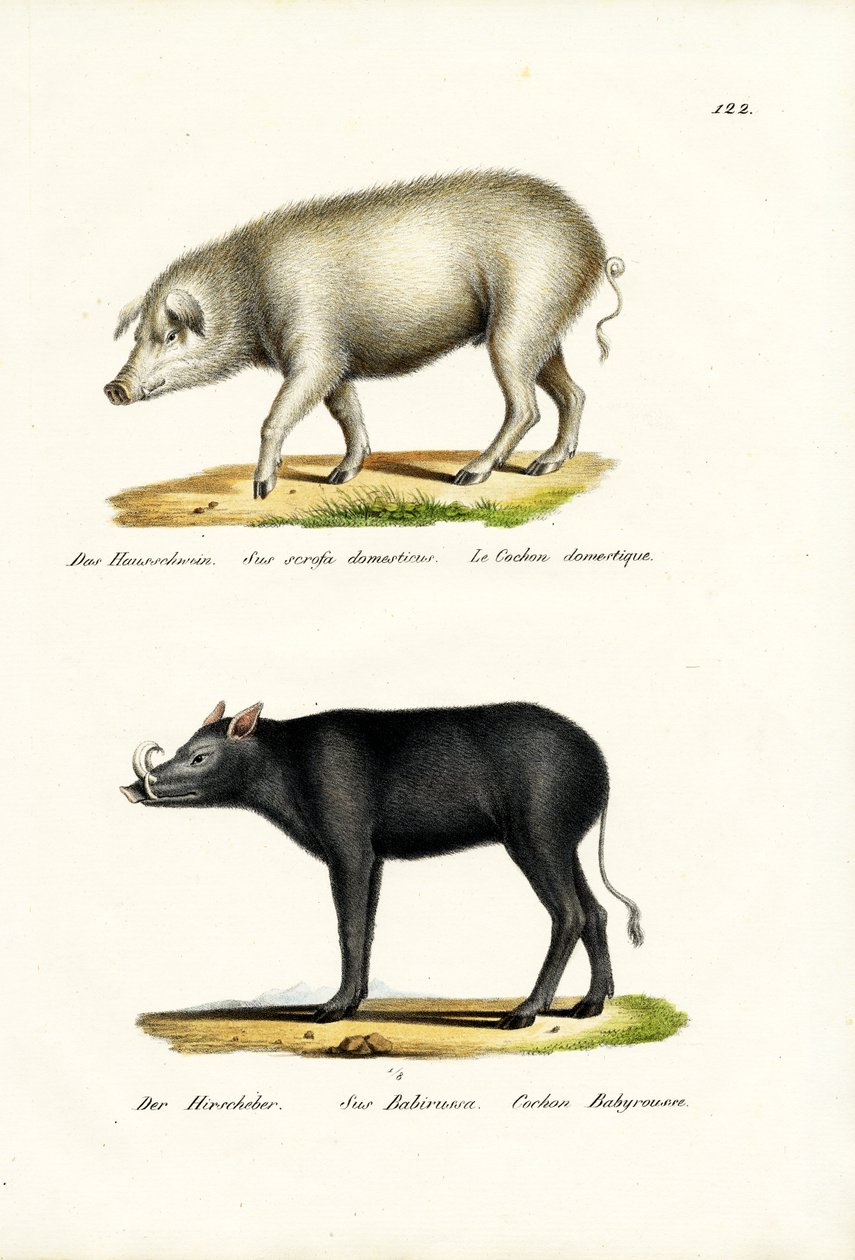 Prase domácí, 1824 od Karl Joseph Brodtmann