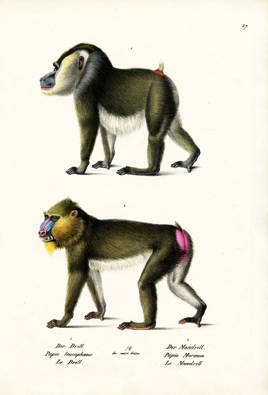 Vrták, 1824 od Karl Joseph Brodtmann