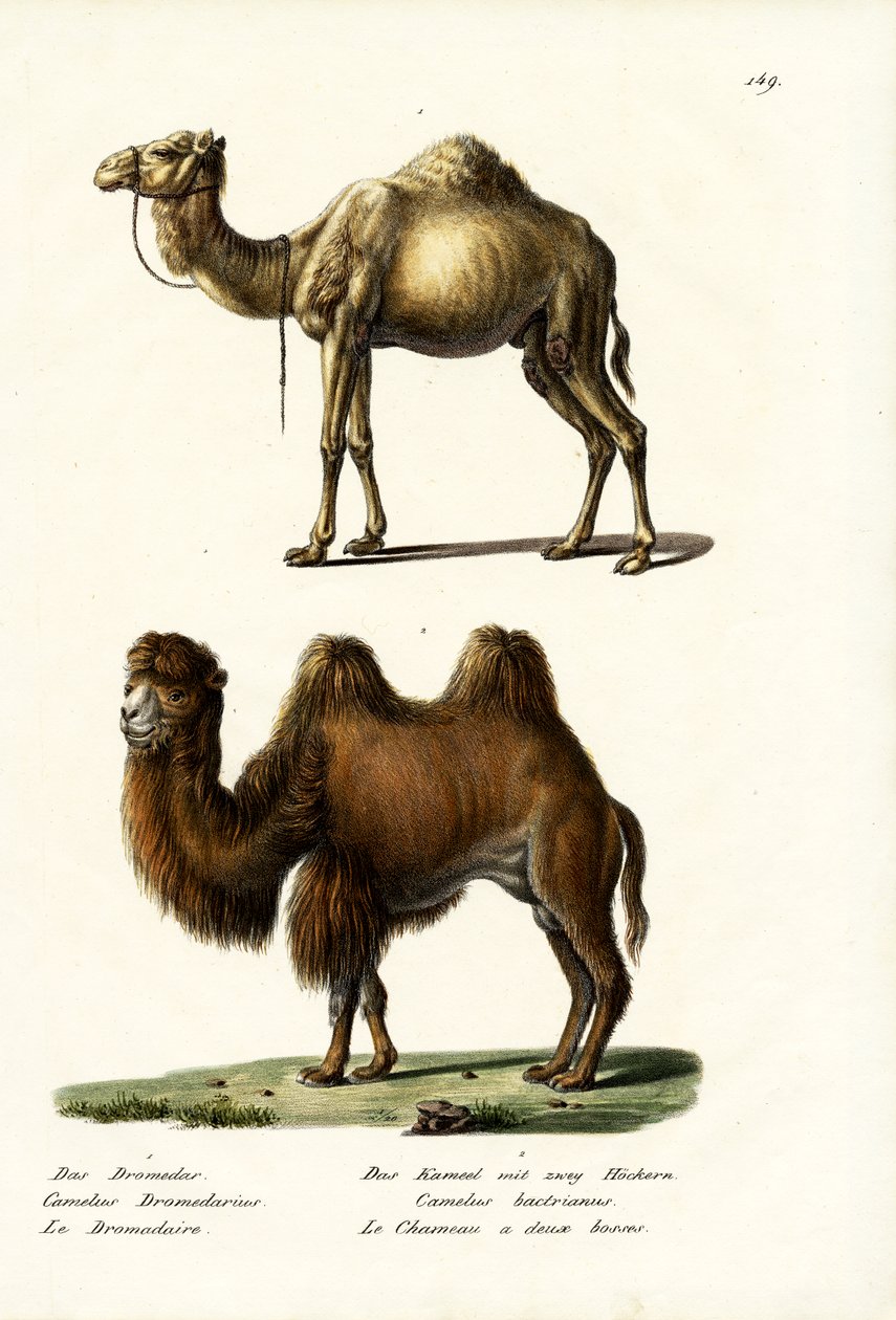Dromedář, 1824 od Karl Joseph Brodtmann