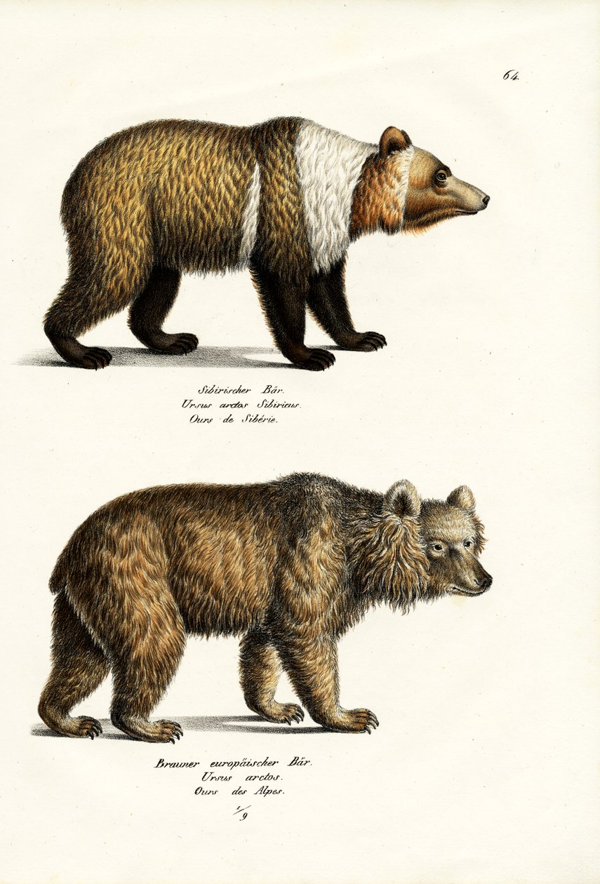 Evropský medvěd hnědý, 1824 od Karl Joseph Brodtmann