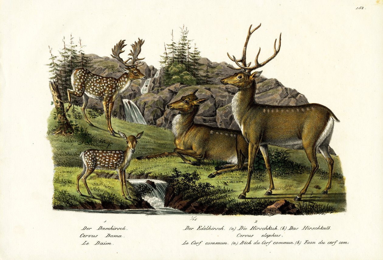 Jelen sika, 1824 od Karl Joseph Brodtmann