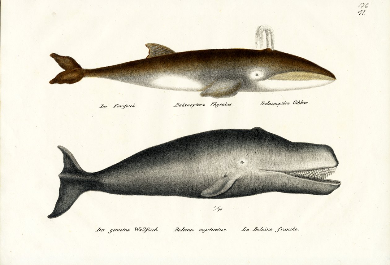 Fin Whale, 1824 od Karl Joseph Brodtmann