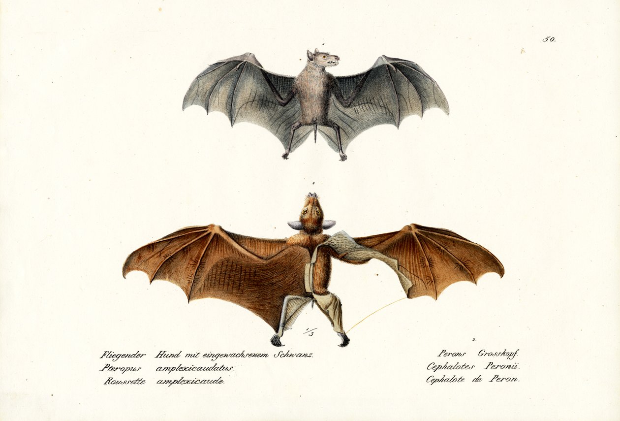 Létající lišky, 1824 od Karl Joseph Brodtmann