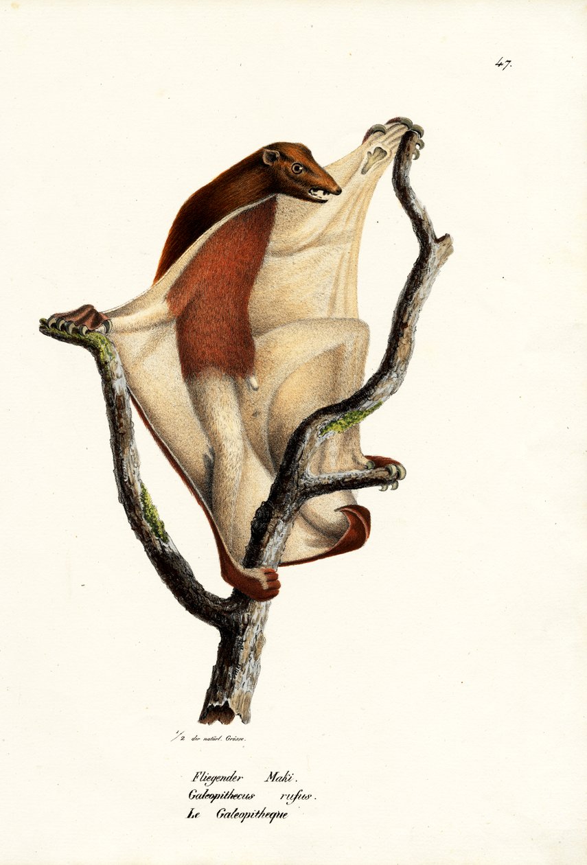 Lemur létající, 1824 od Karl Joseph Brodtmann