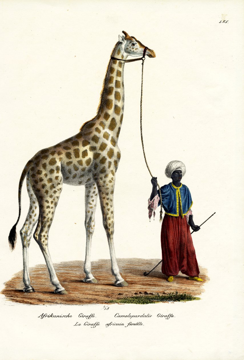 Žirafa, 1824 od Karl Joseph Brodtmann
