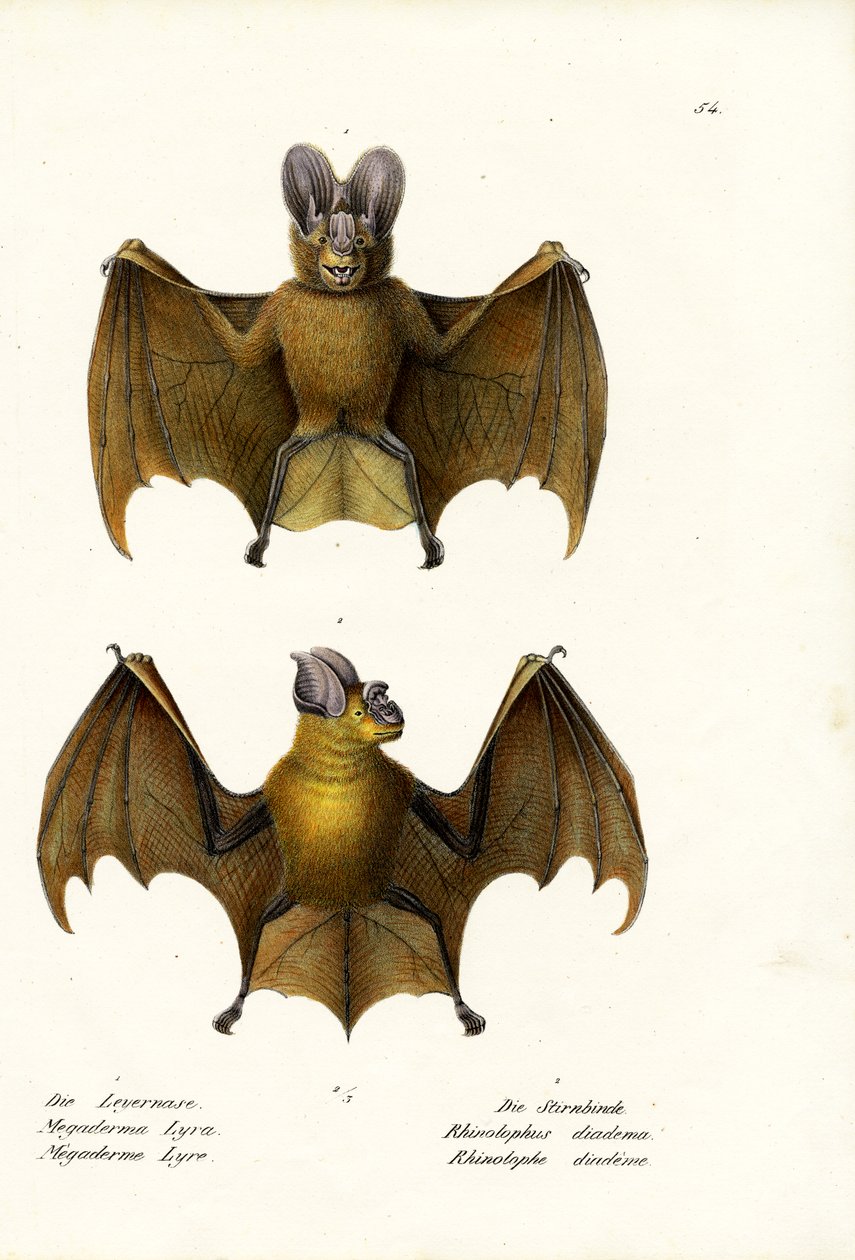 Greater False Vampire Bat, 1824 od Karl Joseph Brodtmann