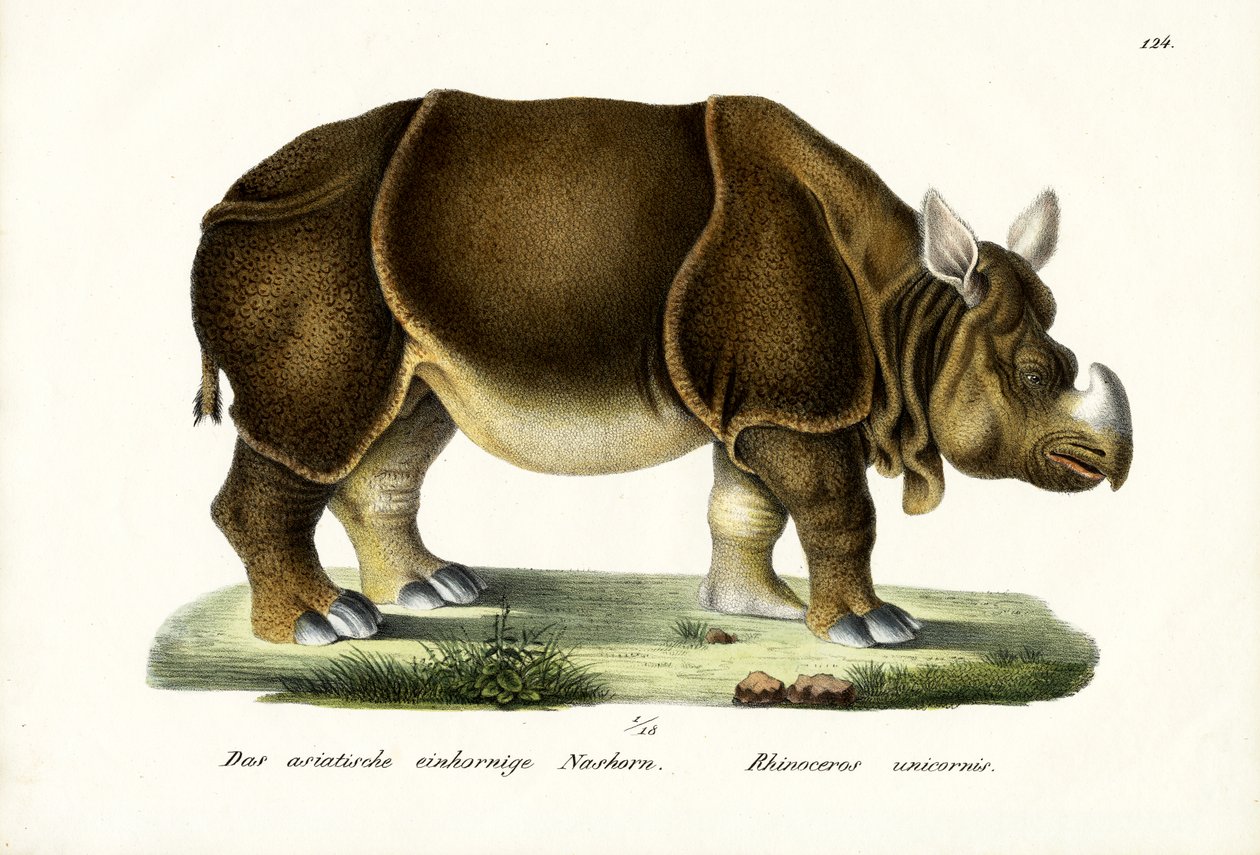 Velký indický nosorožec, 1824 od Karl Joseph Brodtmann