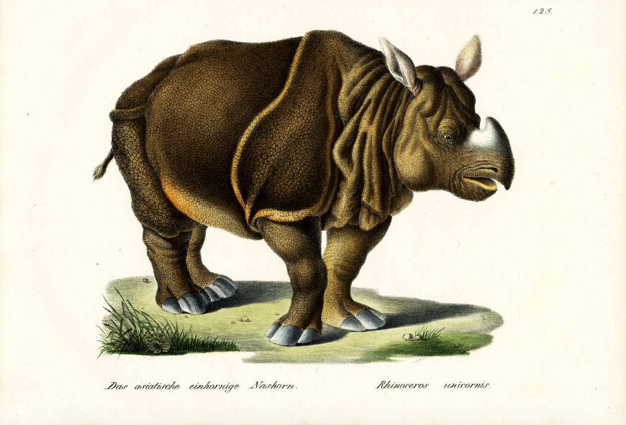 Velký indický nosorožec, 1824 od Karl Joseph Brodtmann