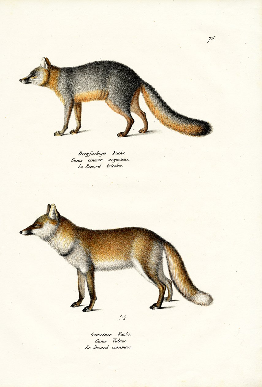 Gray Fox, 1824 od Karl Joseph Brodtmann