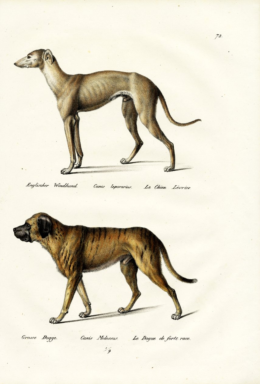 Greyhound, 1824 od Karl Joseph Brodtmann