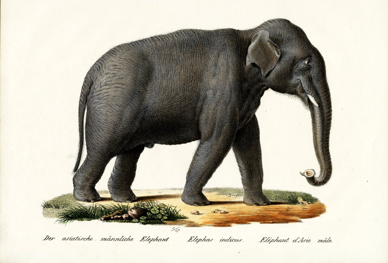 Indický slon, 1824 od Karl Joseph Brodtmann
