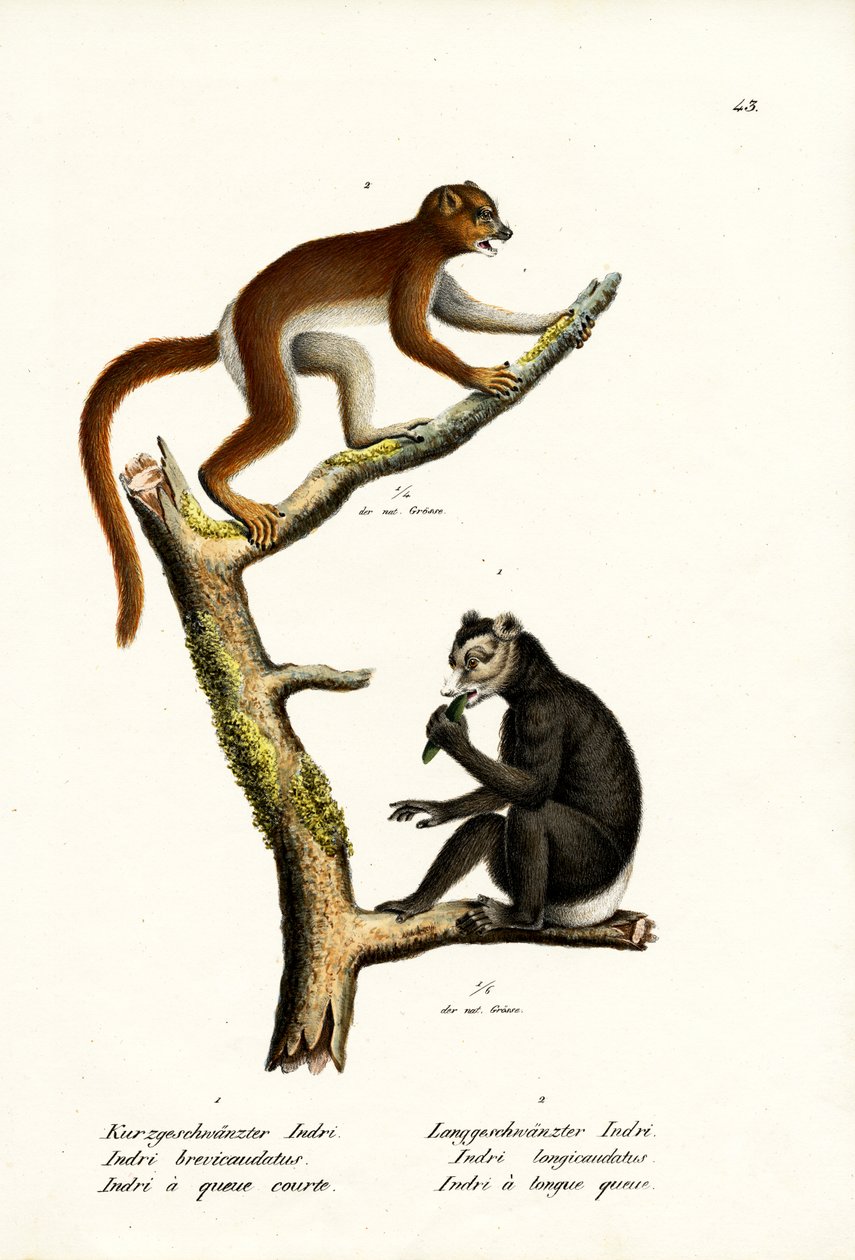Velký lemur krátkoocasý, 1824 od Karl Joseph Brodtmann