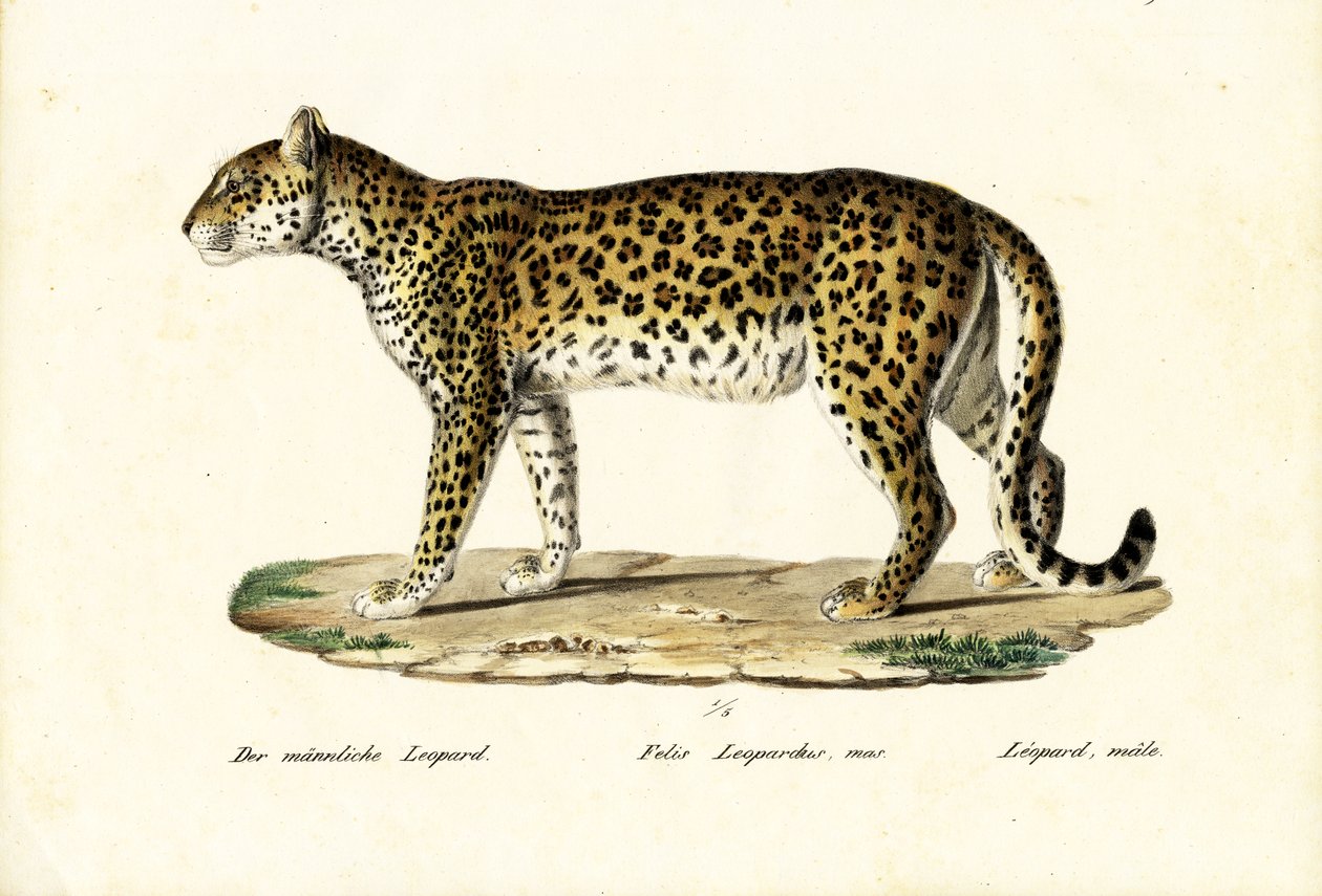 Leopard, 1824 od Karl Joseph Brodtmann