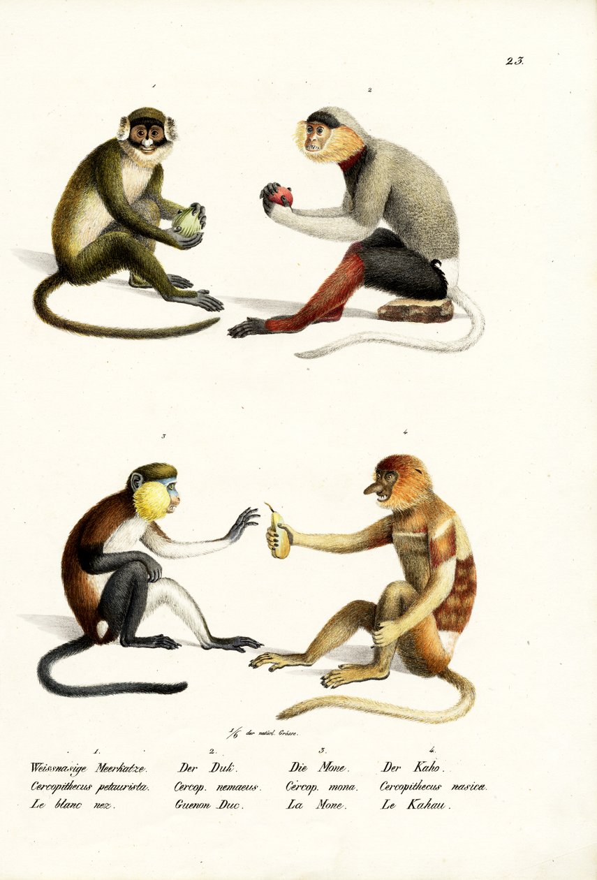 Malá opice s bílým nosem, 1824 od Karl Joseph Brodtmann