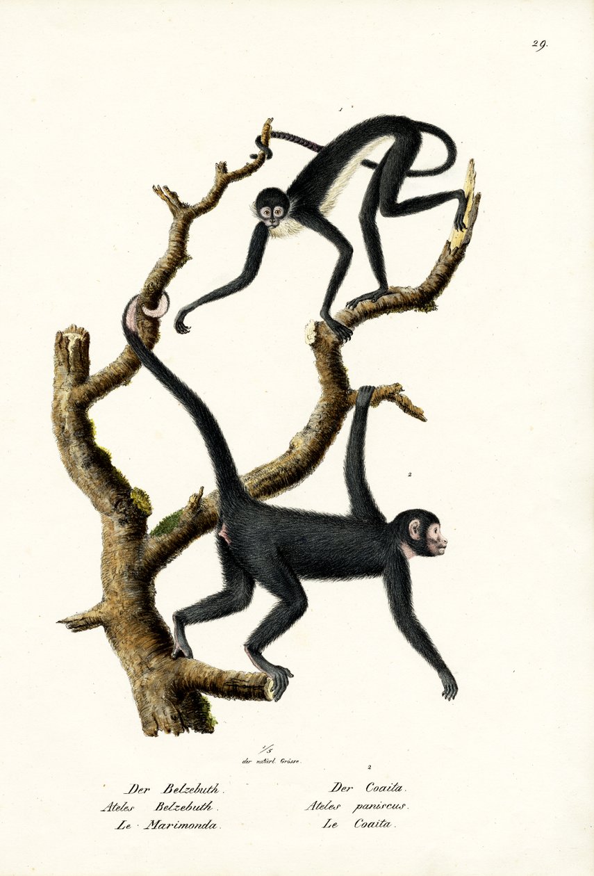 Opice dlouhosrstého pavouka, 1824 od Karl Joseph Brodtmann