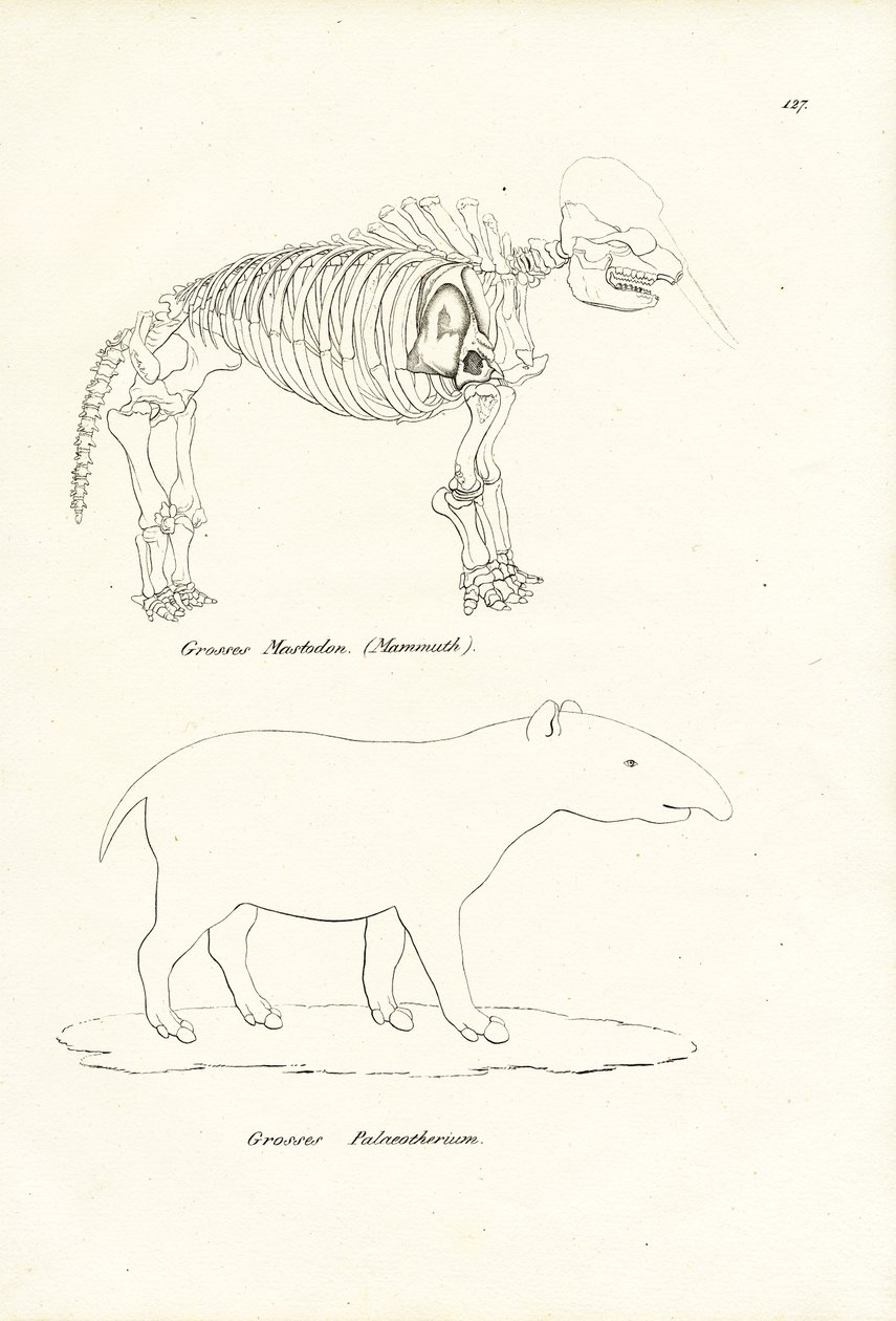 Mastodon, 1824 od Karl Joseph Brodtmann