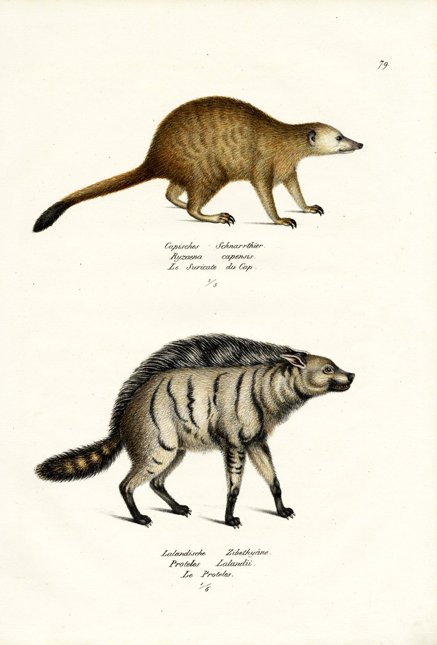 Mongoose, 1824 od Karl Joseph Brodtmann