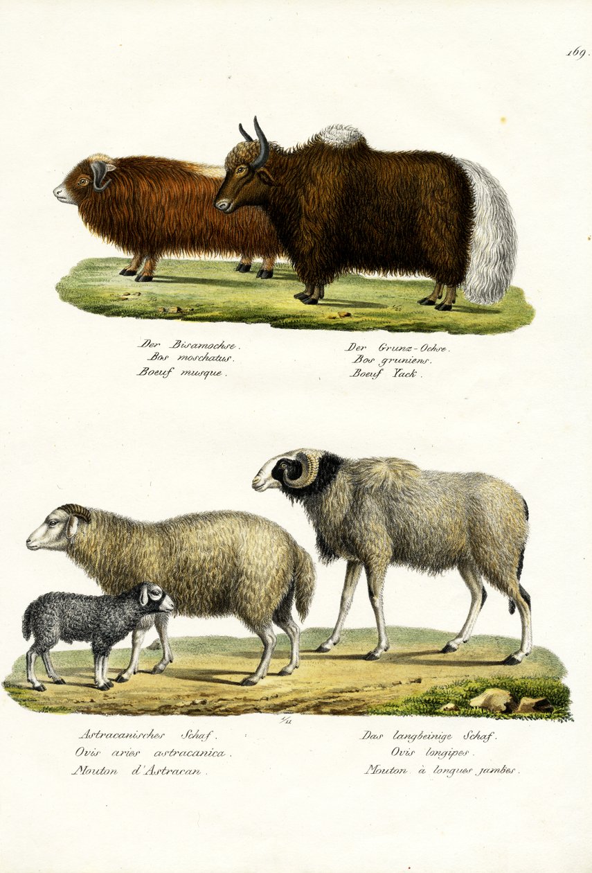 Pižmoň, 1824 od Karl Joseph Brodtmann