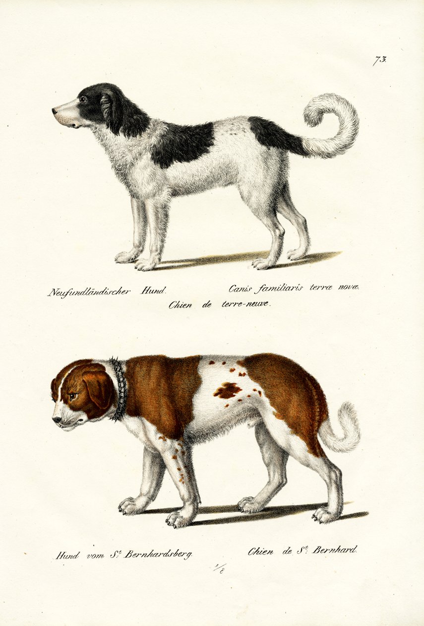 Novofundlandský pes, 1824 od Karl Joseph Brodtmann