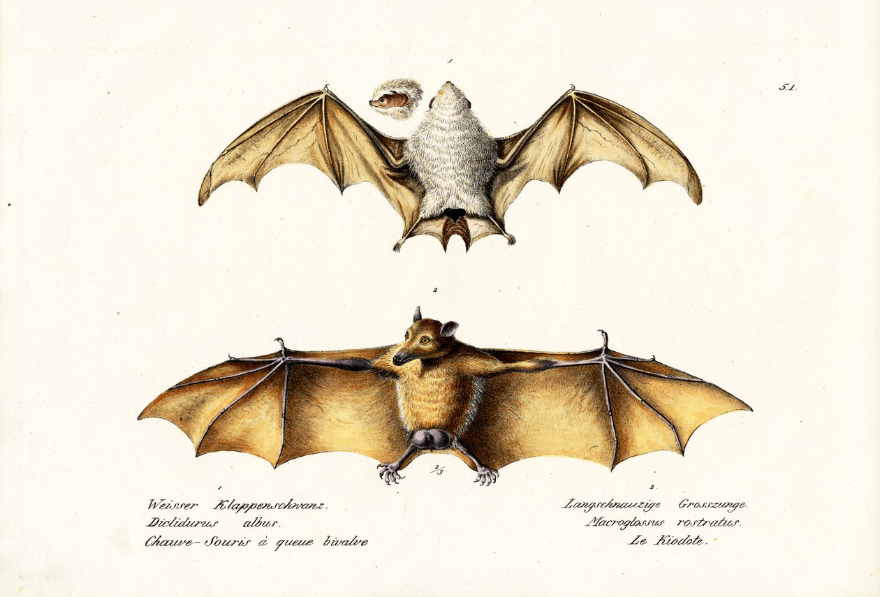 Northern Ghost Bat, 1824 od Karl Joseph Brodtmann