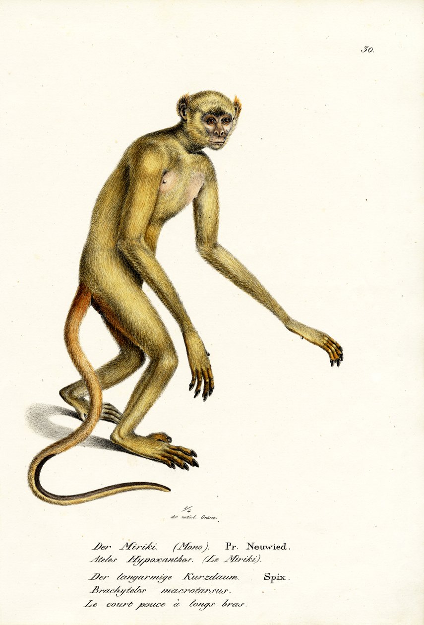 Severní Muriqui, 1824 od Karl Joseph Brodtmann