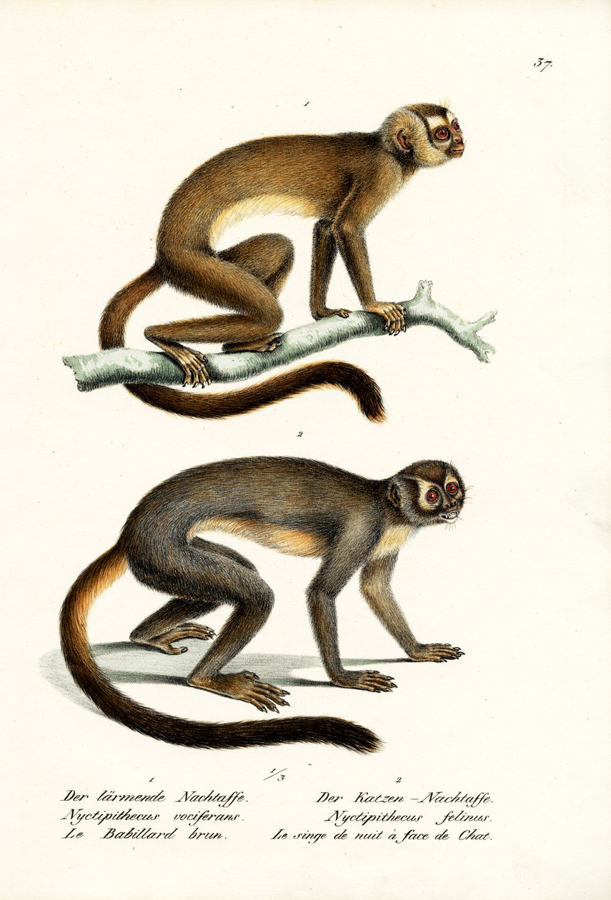 Owl Monkeys, 1824 od Karl Joseph Brodtmann