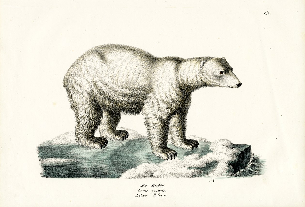 Lední medvěd, 1824 od Karl Joseph Brodtmann