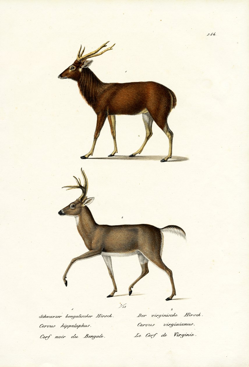 Red Deer, 1824 od Karl Joseph Brodtmann